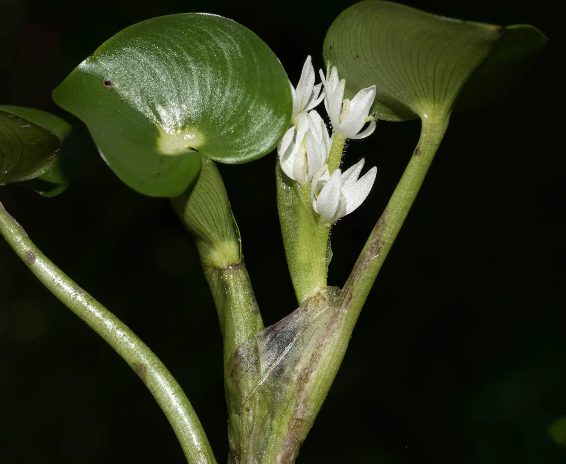 Heteranthera reniformis Ruiz & Pav.