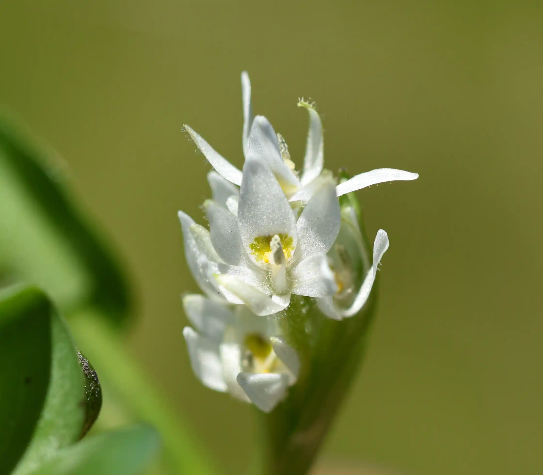 Heteranthera reniformis Ruiz & Pav.