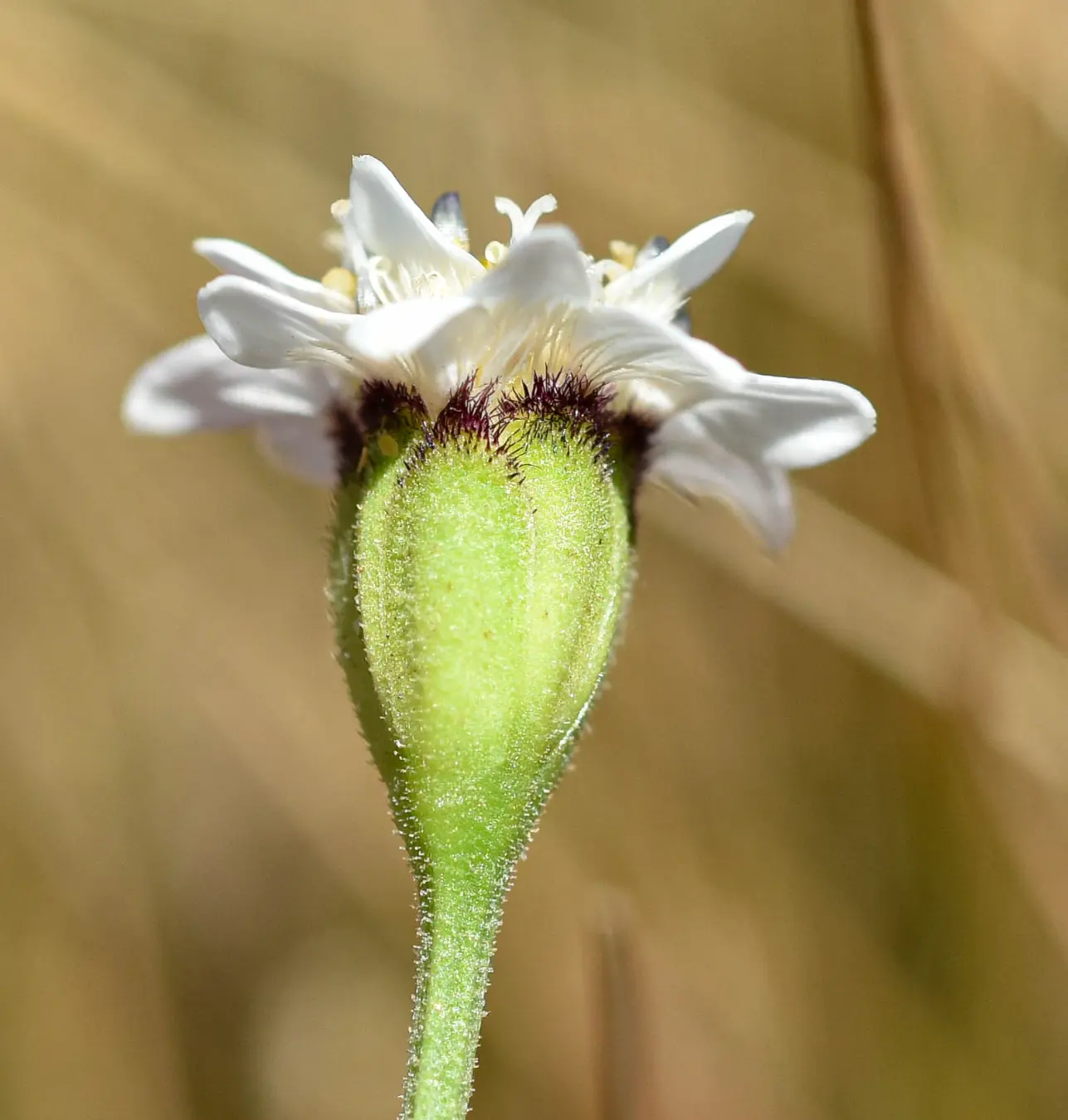 Holocheilus hieracioides (D.Don) Cabrera