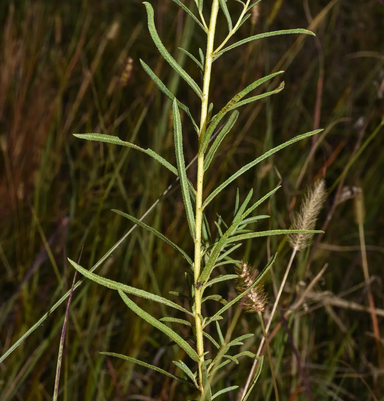 Aldama anchusifolia var. imarginata (DC.) Magenta & Pirani