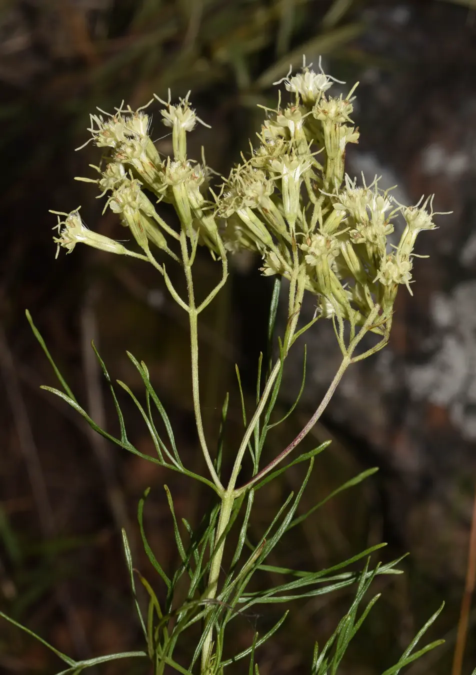 Mikania anethifolia (DC.) Matzenb.