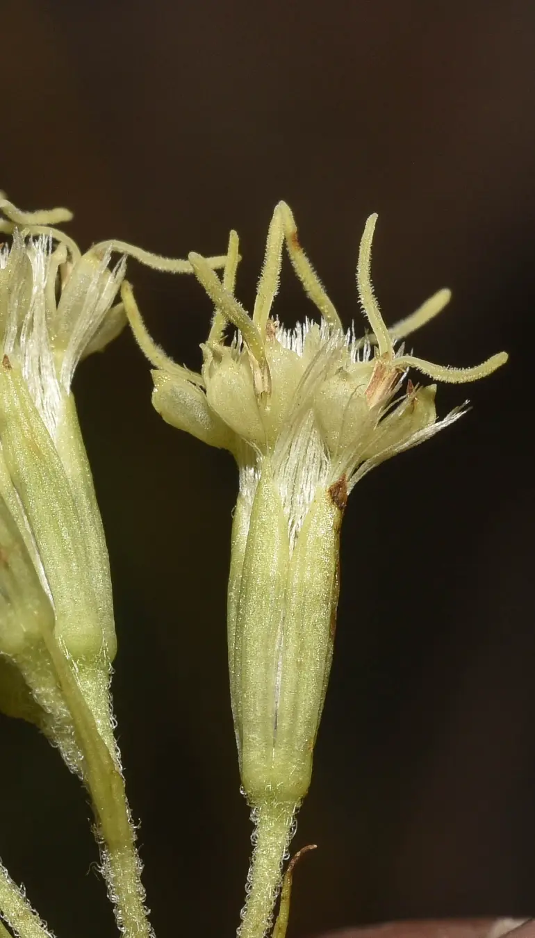 Mikania anethifolia (DC.) Matzenb.