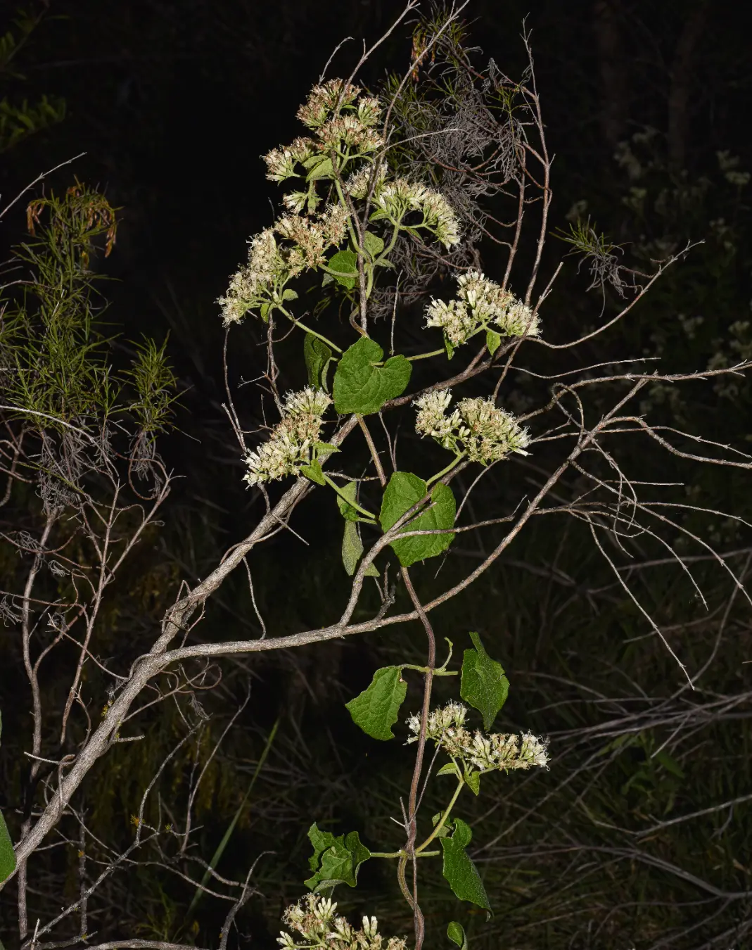 Mikania cordifolia (L.f.) Willd.