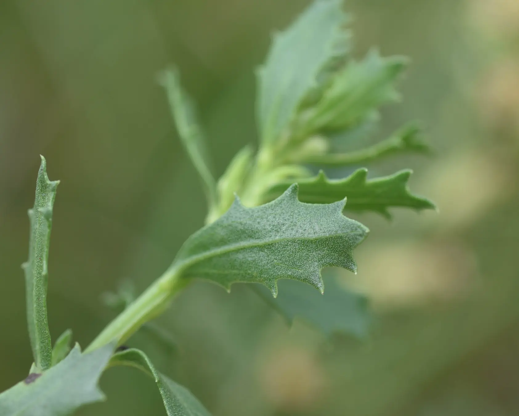 Baccharis pedersenii Cabrera