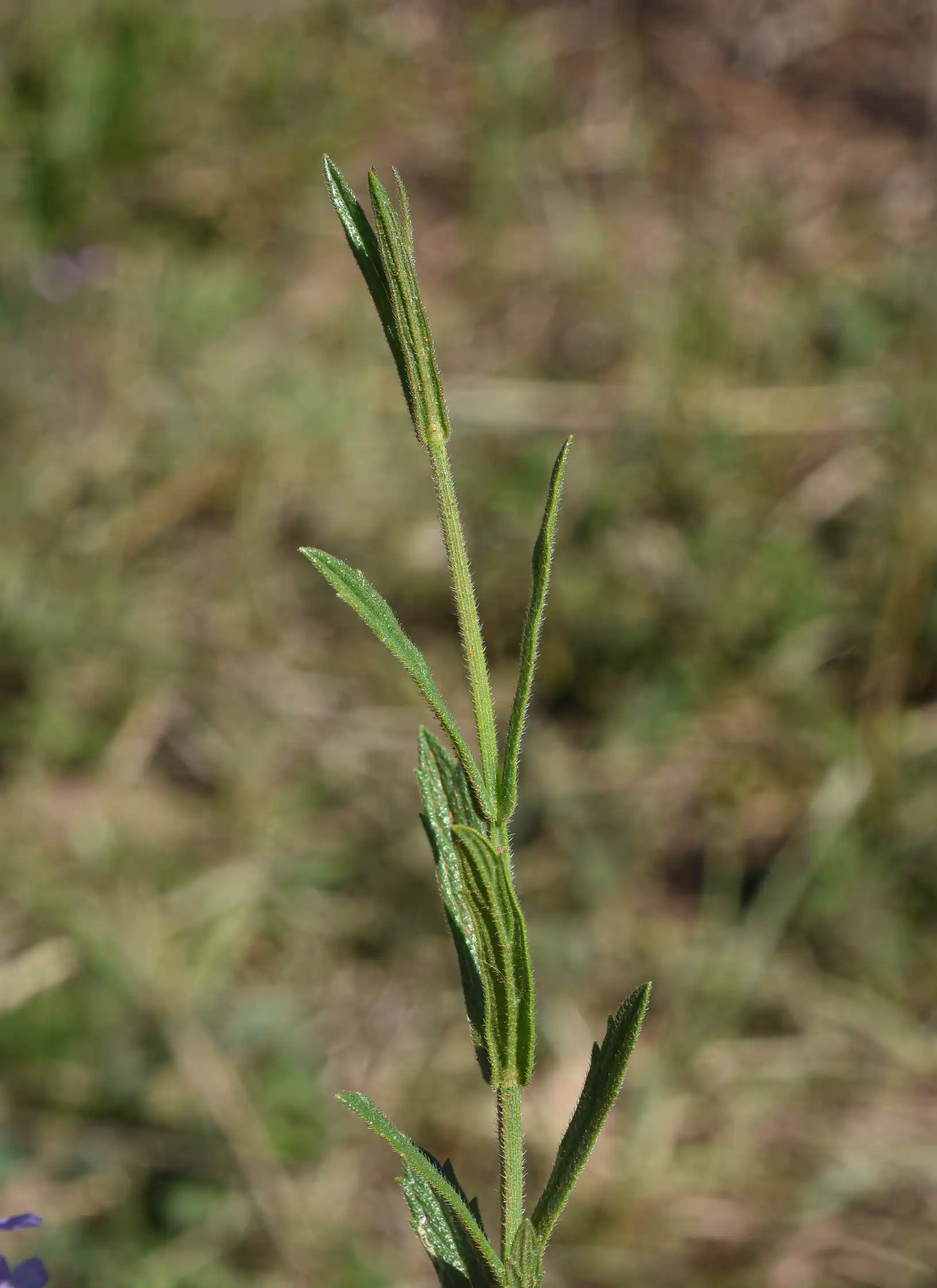 Verbena intermedia Gillies & Hook. ex Hook.