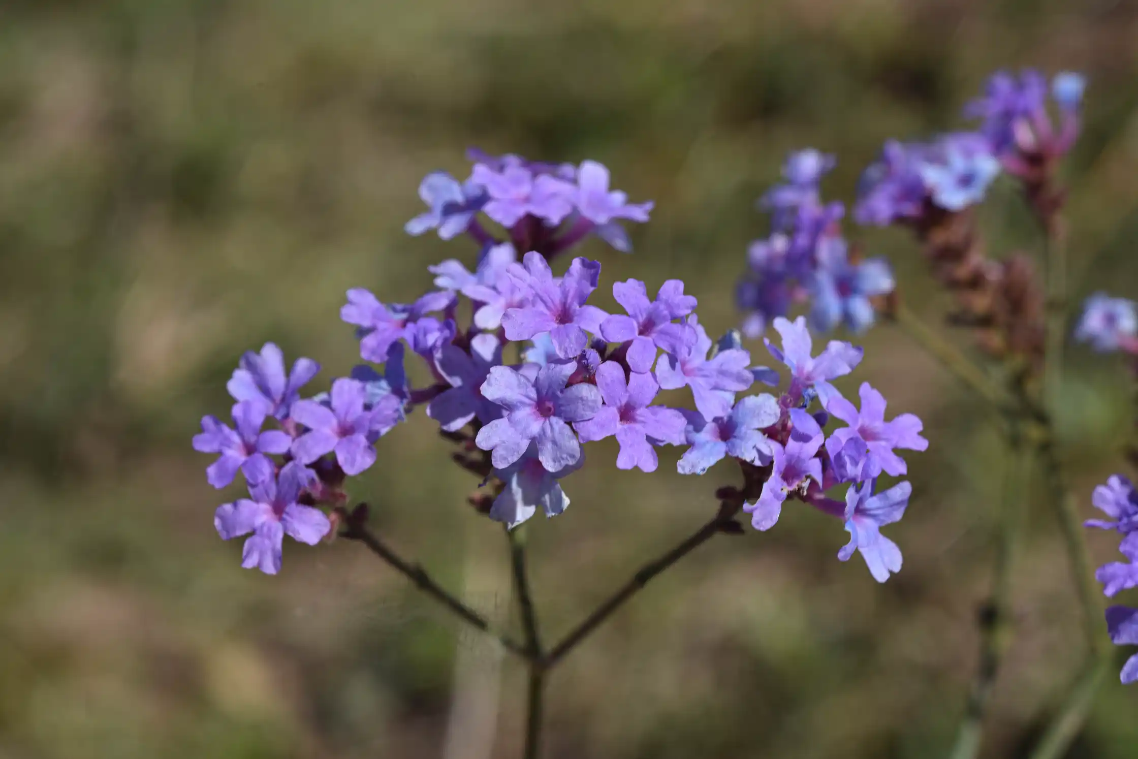Verbena intermedia Gillies & Hook. ex Hook.