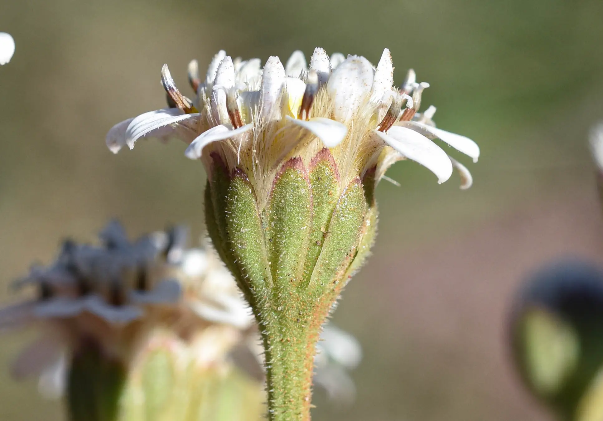 Holocheilus brasiliensis (L.) Cabrera