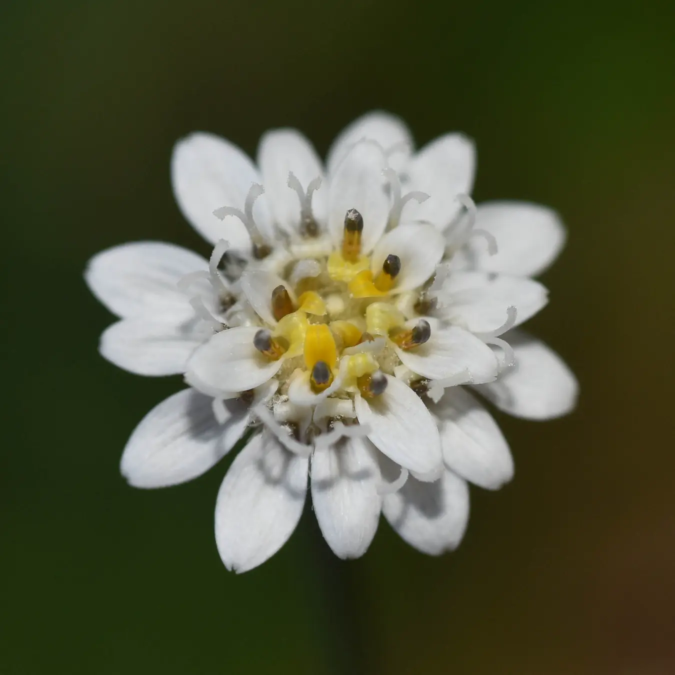 Holocheilus hieracioides (D.Don) Cabrera