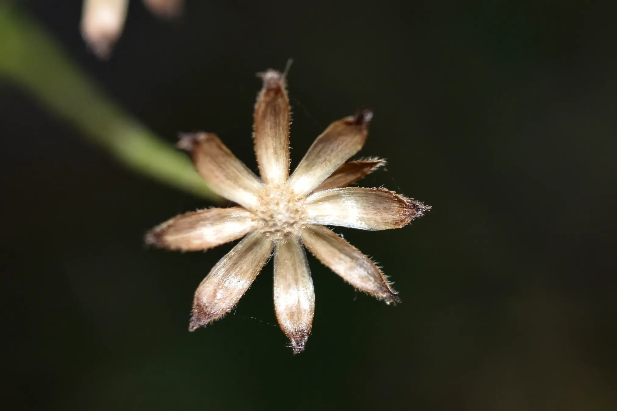 Holocheilus hieracioides (D.Don) Cabrera