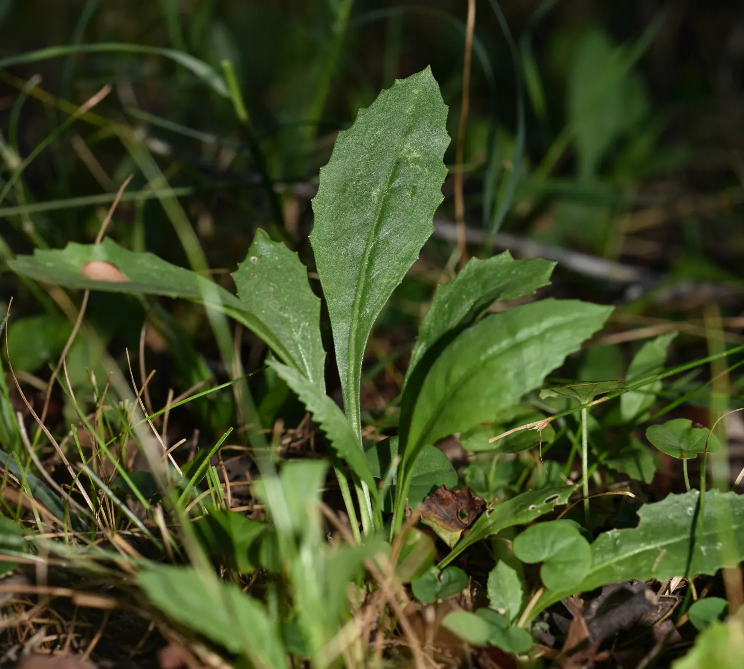 Holocheilus hieracioides (D.Don) Cabrera