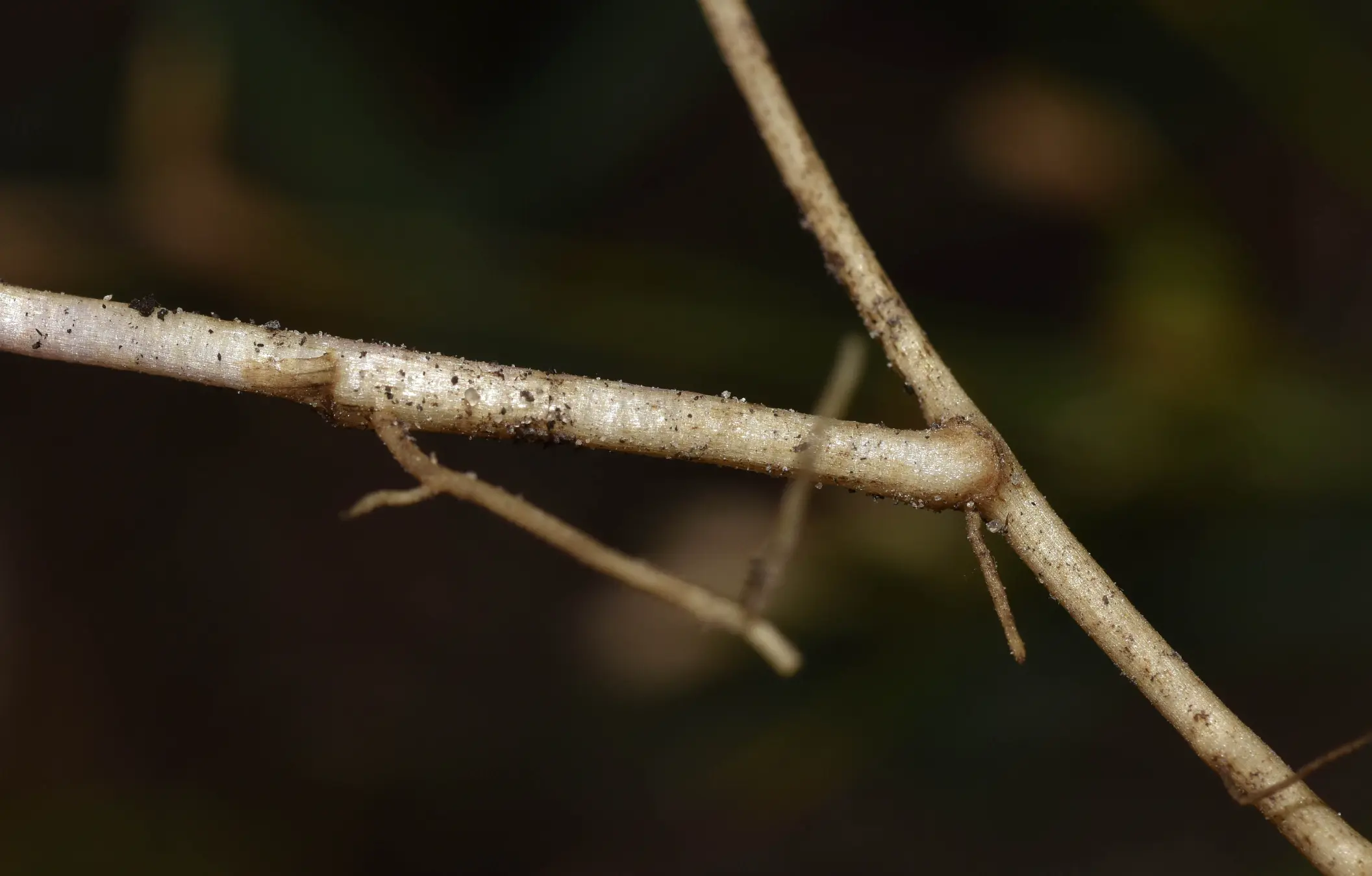 Holocheilus hieracioides (D.Don) Cabrera