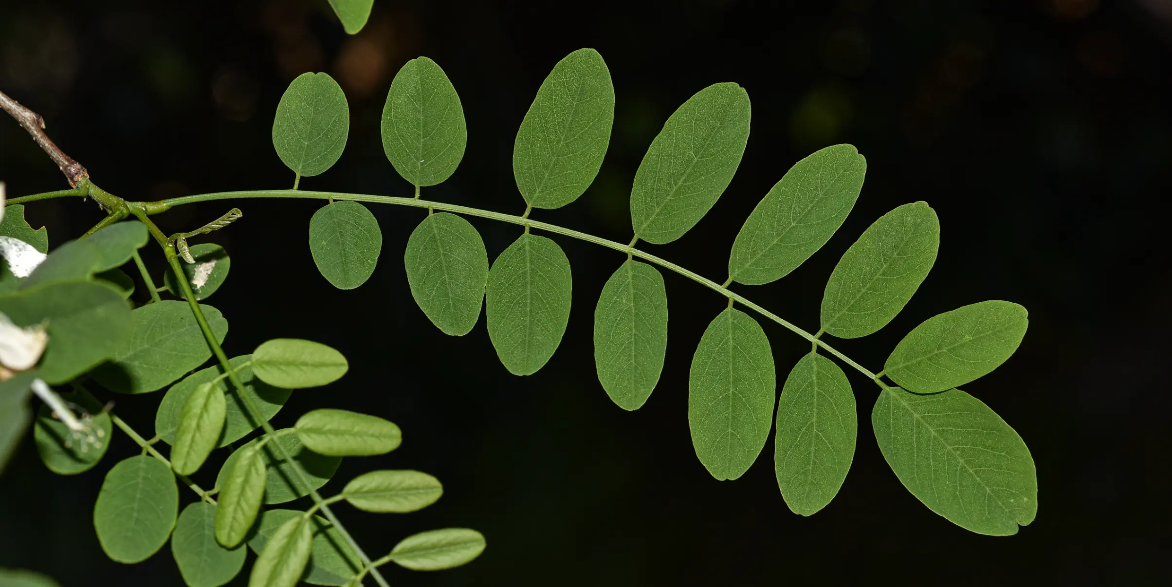 Robinia pseudoacacia L.