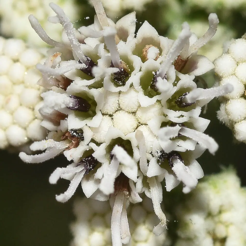 Eupatorium ceratophyllum Hook. & Arn.