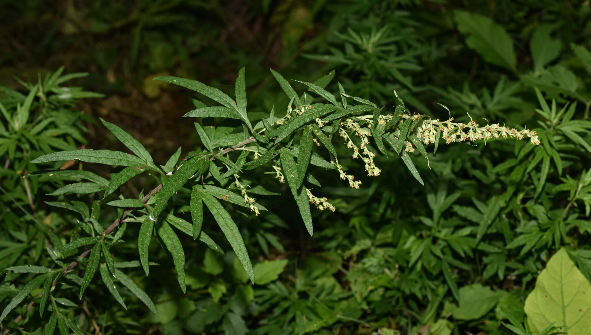Artemisia verlotiorum Lamotte