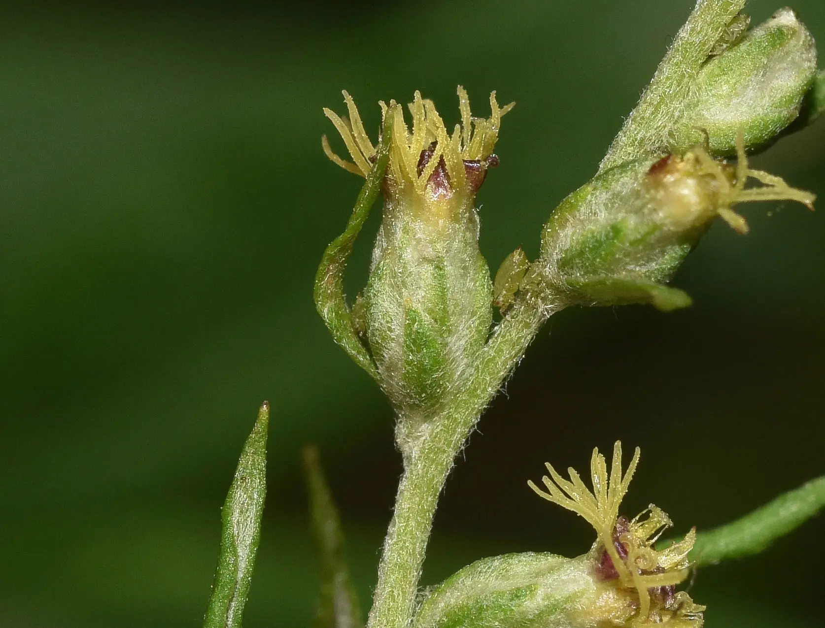 Artemisia verlotiorum Lamotte