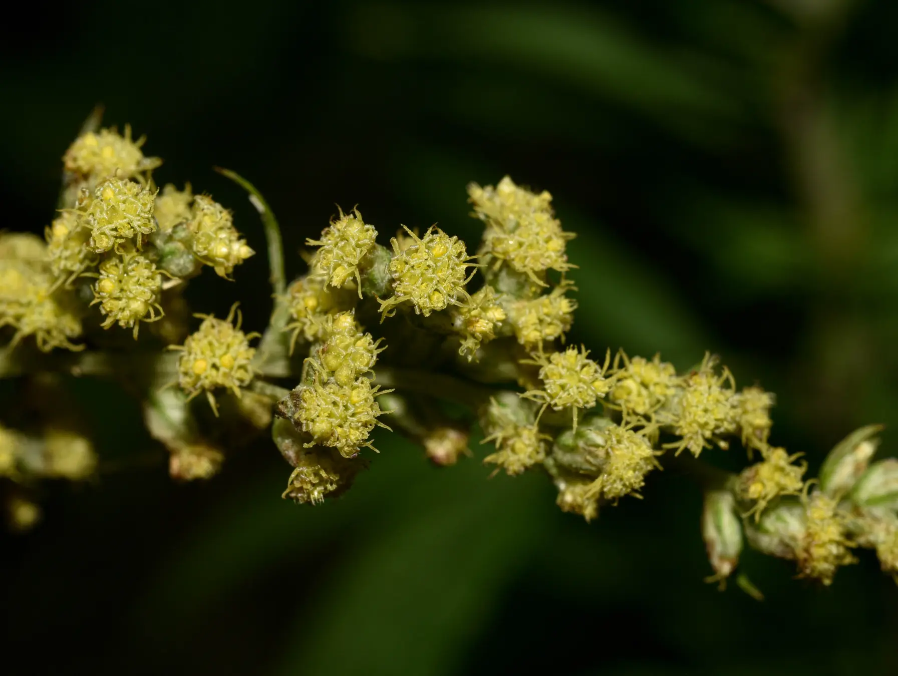 Artemisia verlotiorum Lamotte