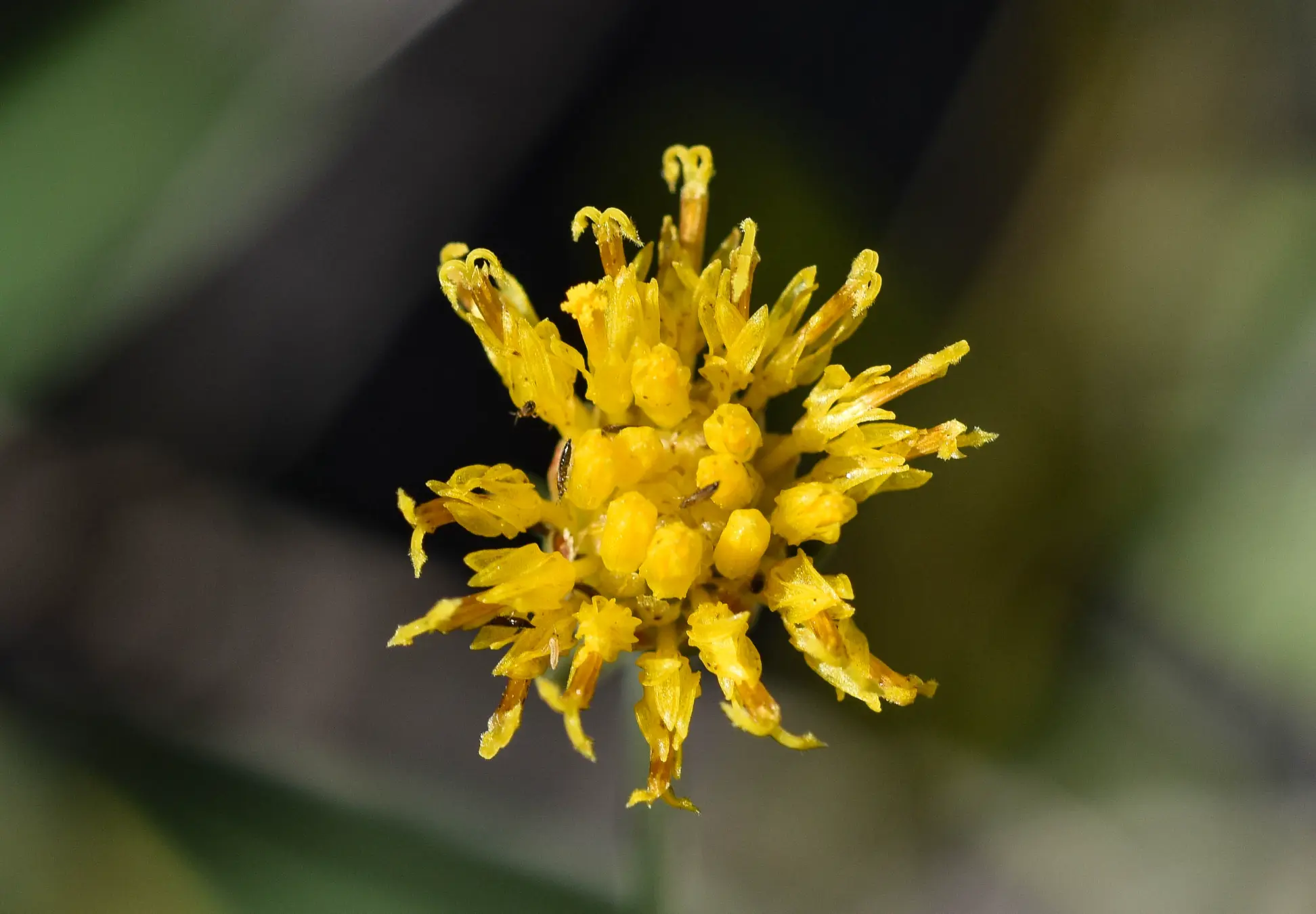 Thelesperma megapotamicum (Spreng.) Kuntze