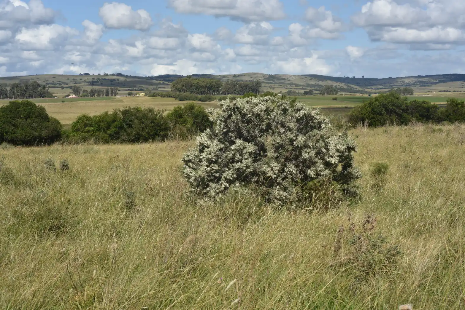 Colletia paradoxa (Spreng.) Escal.