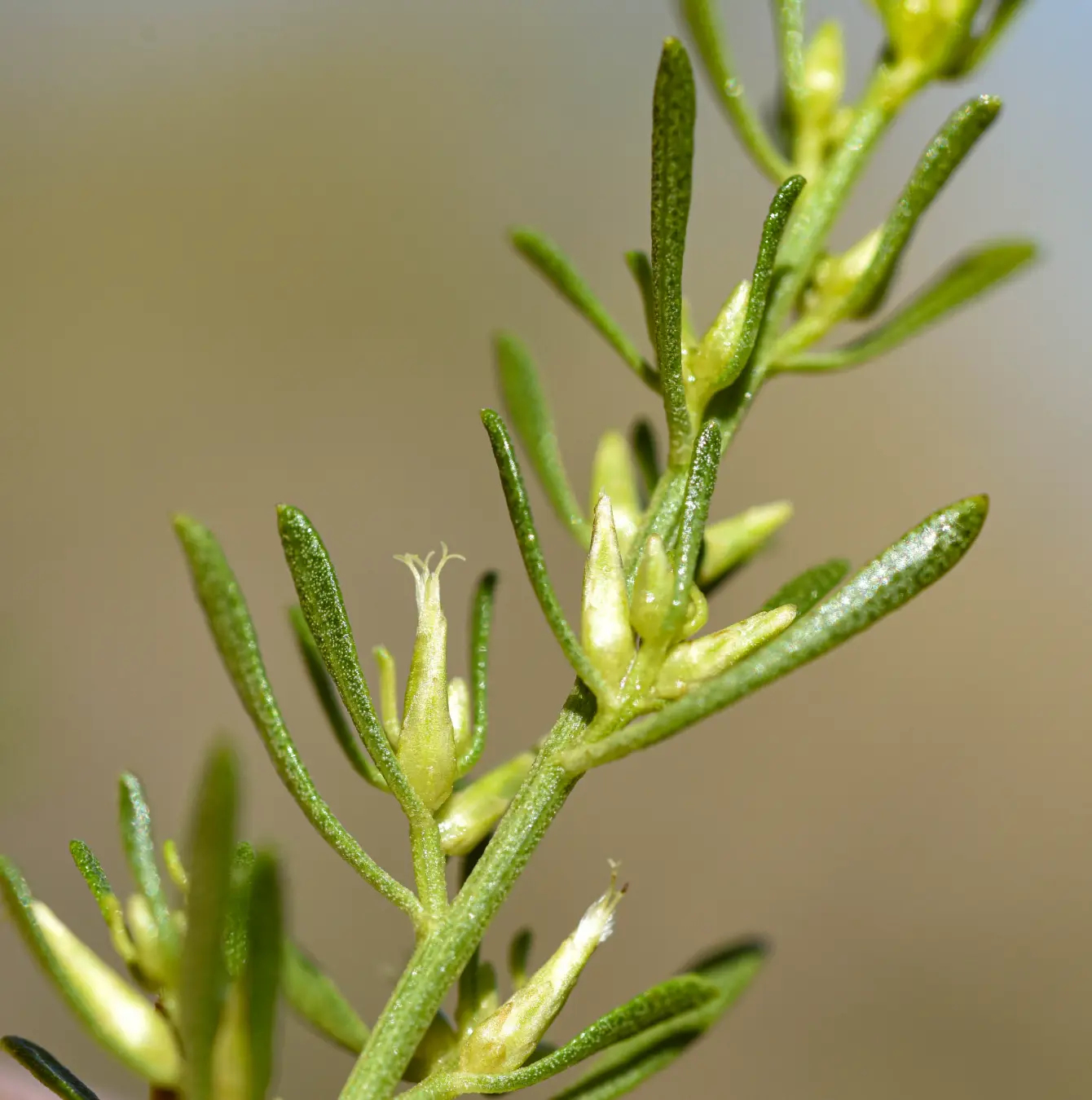 Baccharis vernicosa Hook. & Arn.