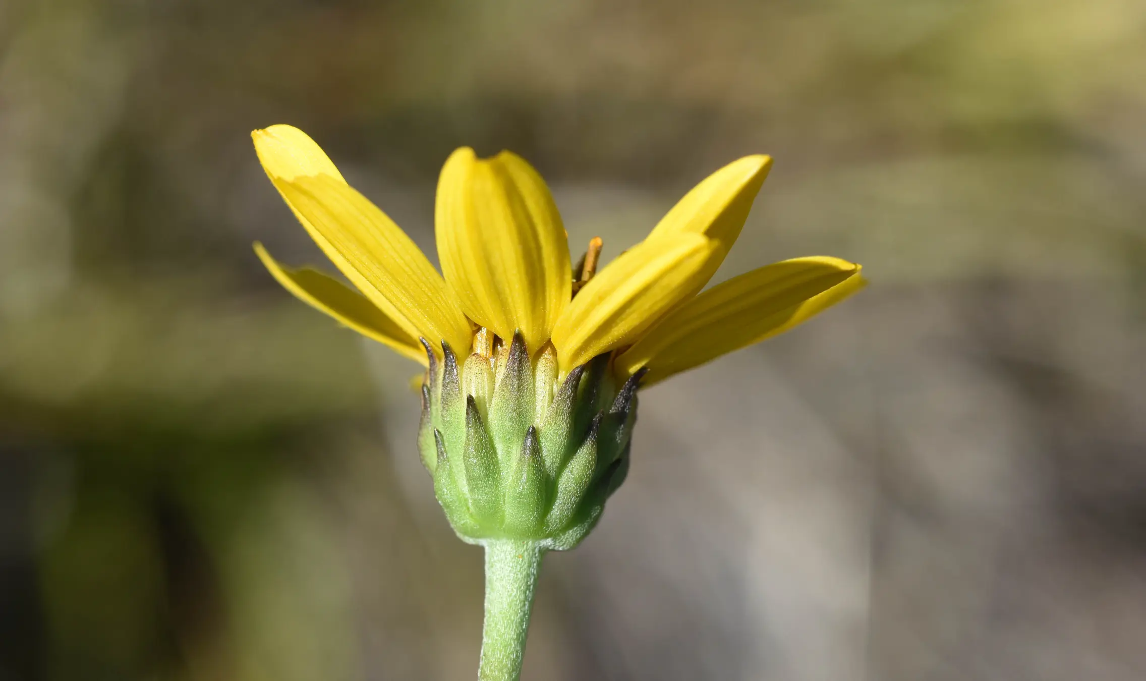 Aldama tuberosa (Griseb.) E.E.Schil. & Panero