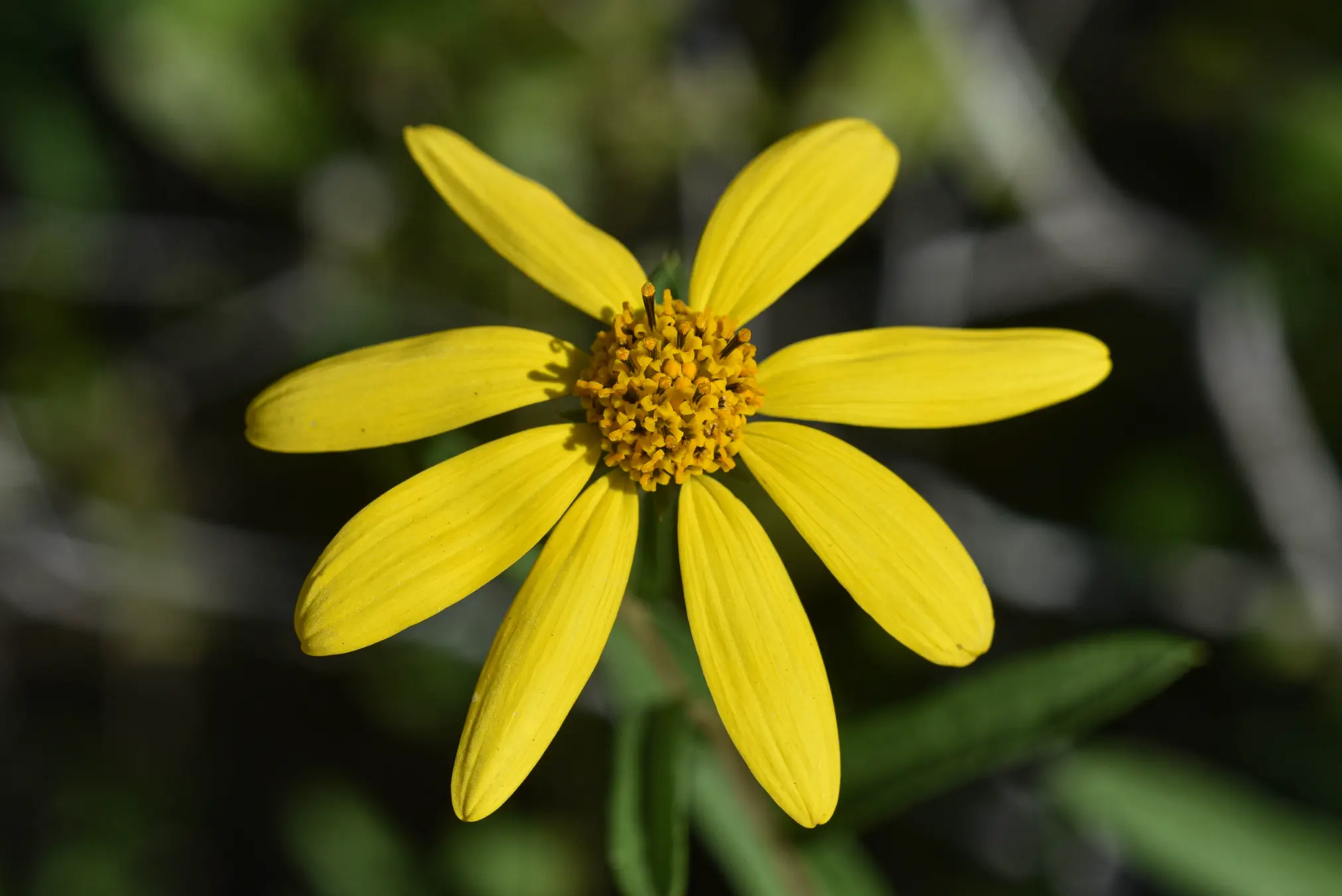 Aldama anchusifolia var. anchusifolia