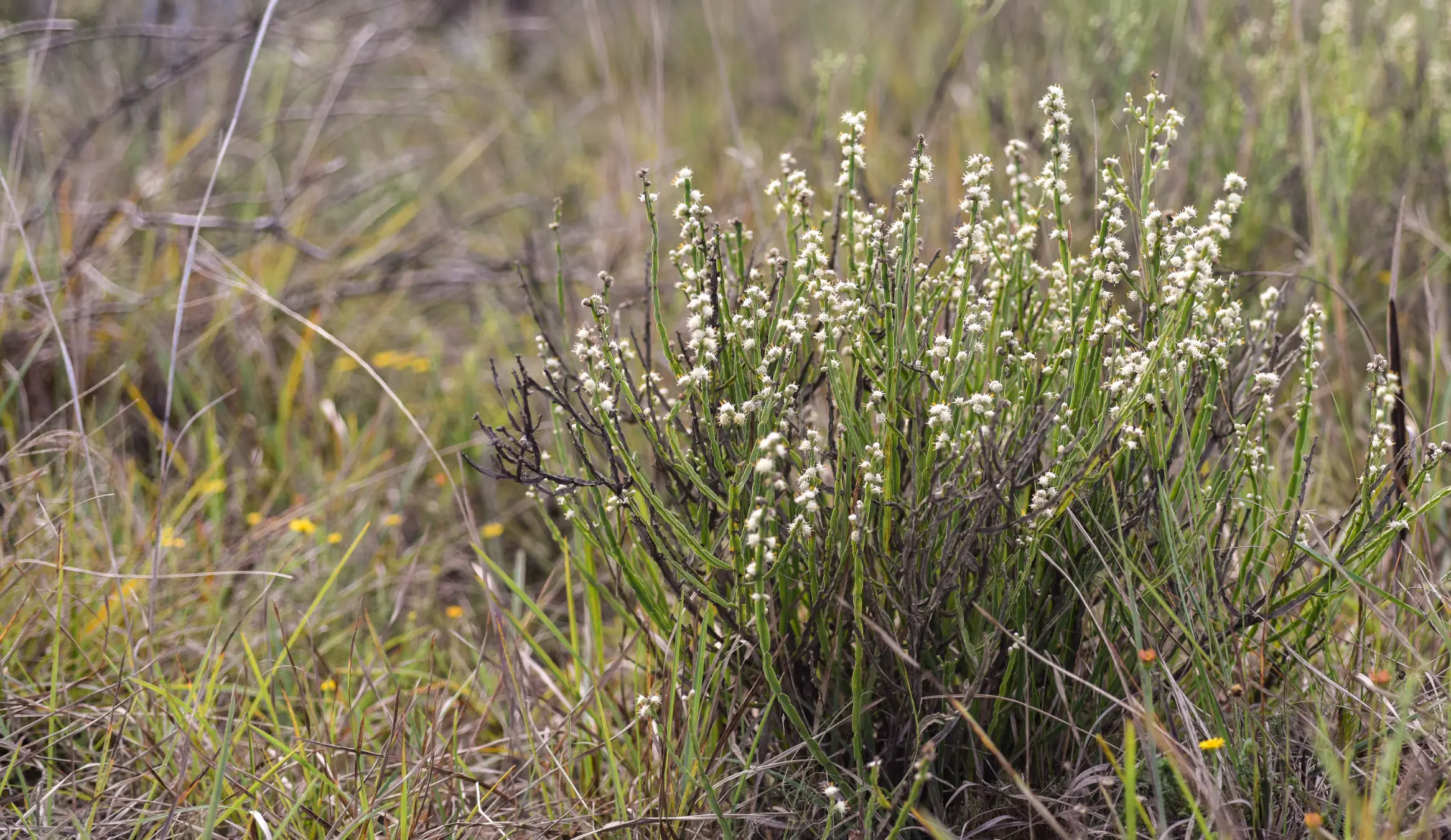 Baccharis rectialata Valt., Bonif., G.Heiden & Marchesi