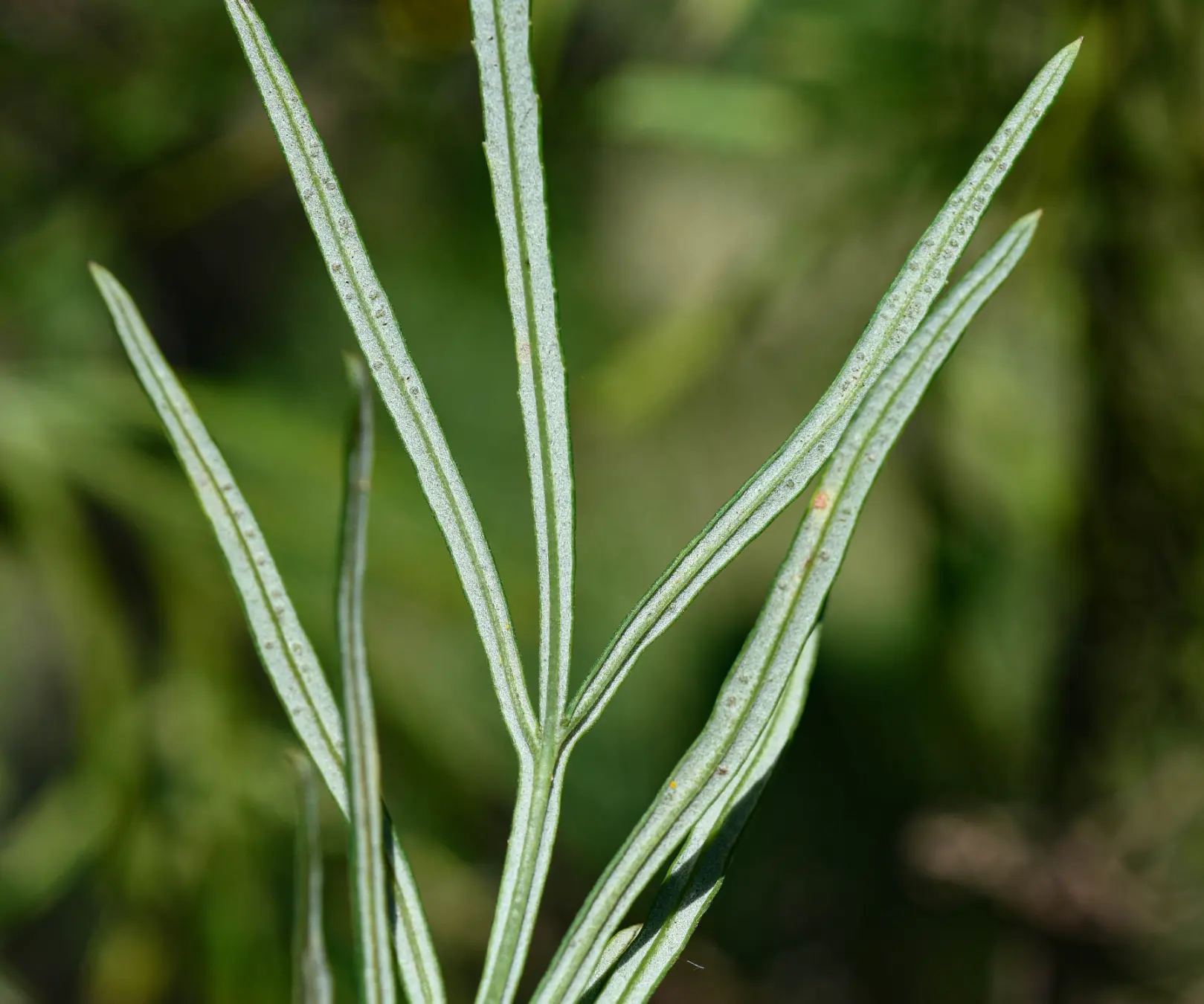 Senecio brasiliensis (Spreng.) Less.
