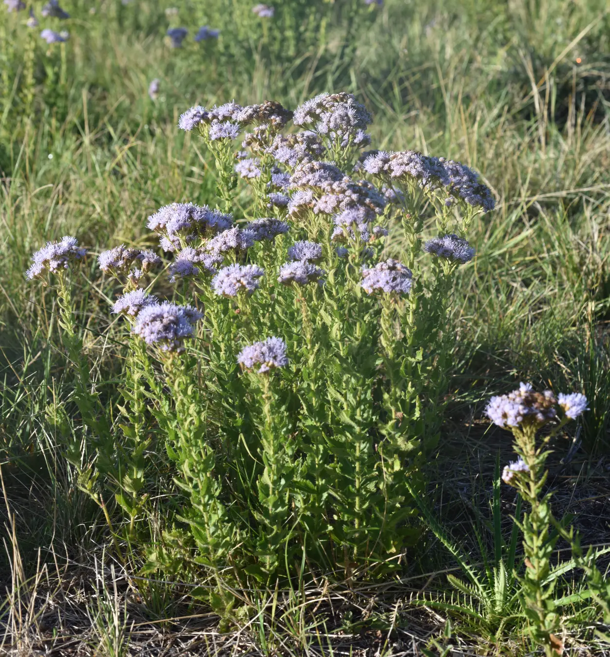 Chromolaena hirsuta (Hook. & Arn.) R.M.King & H.Rob.