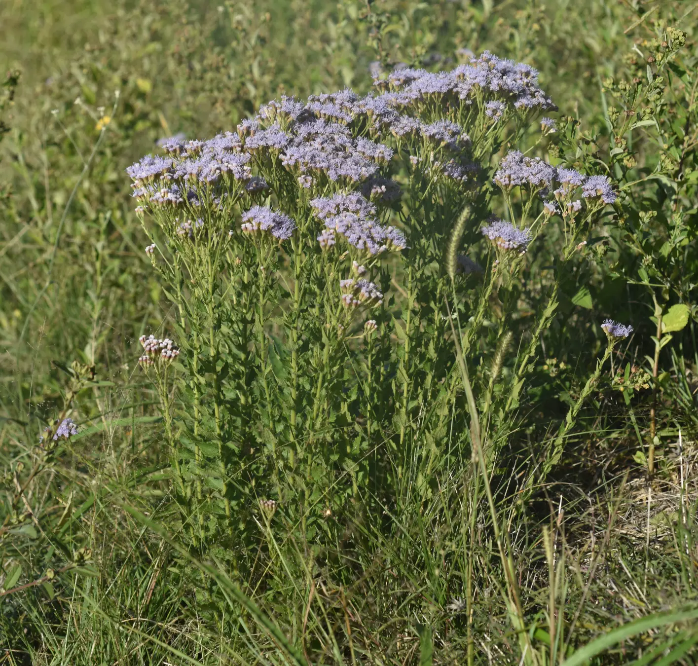 Chromolaena hirsuta (Hook. & Arn.) R.M.King & H.Rob.