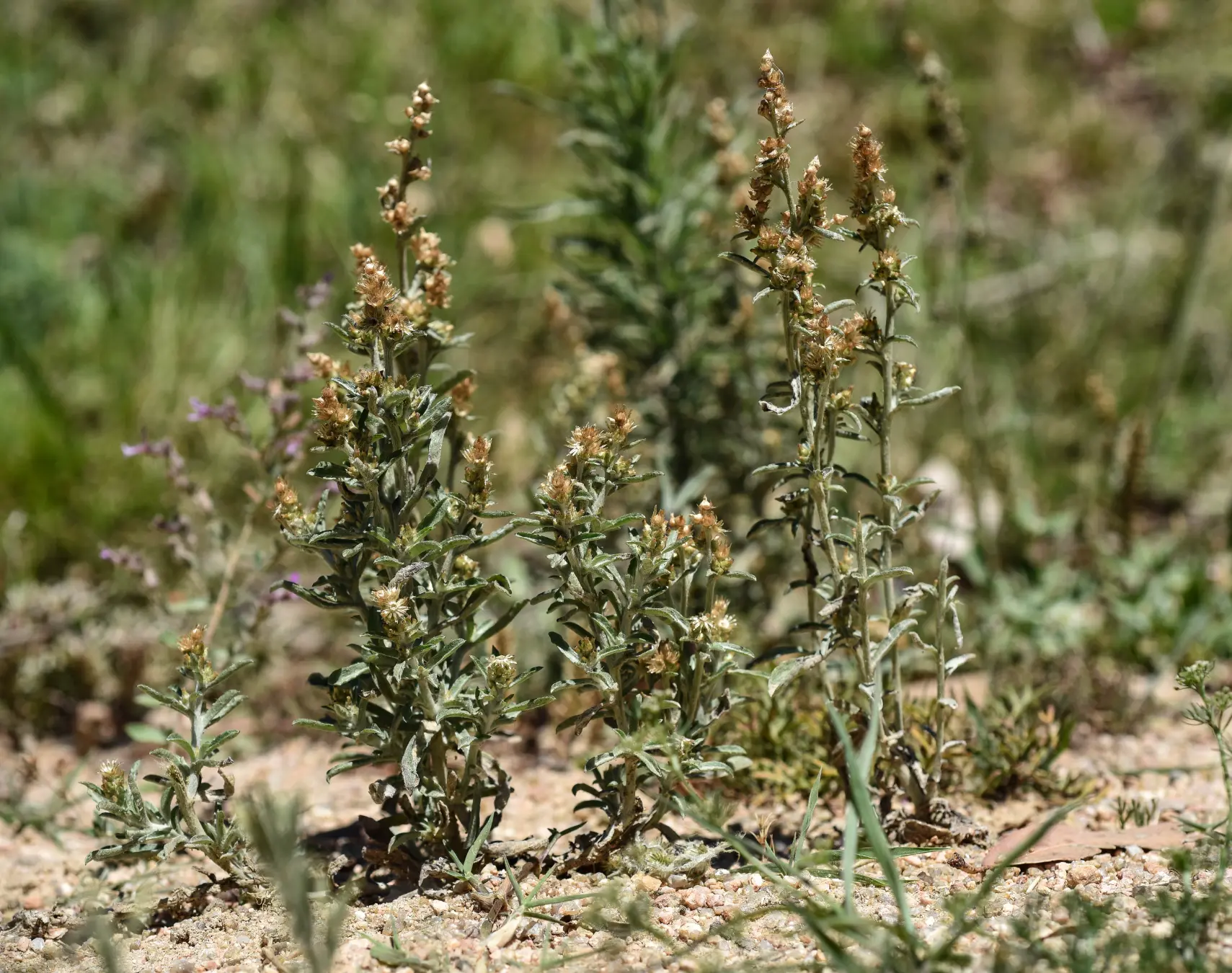 Gamochaeta pensylvanica (Willd.) Cabrera