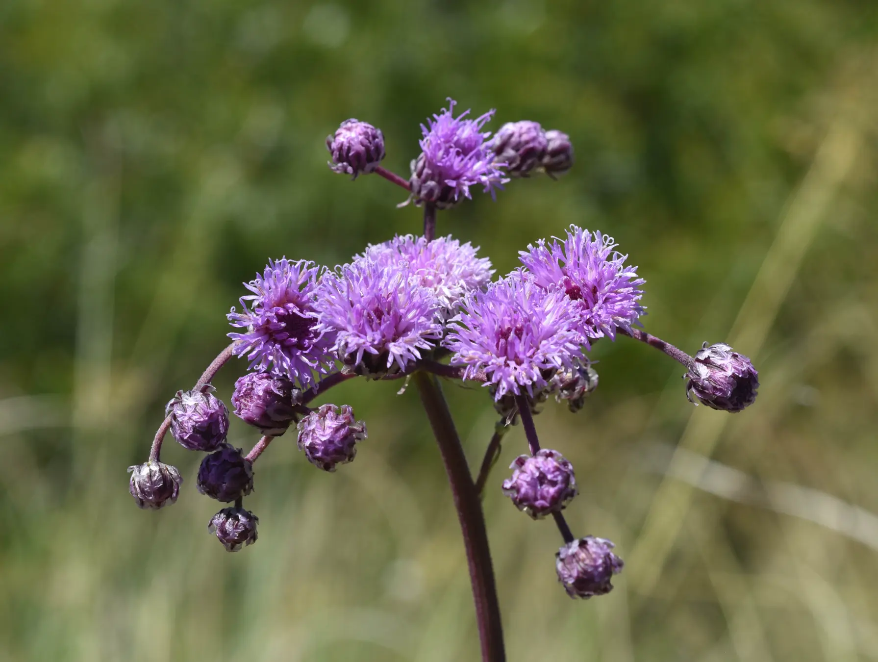 Vernonia echioides Less.