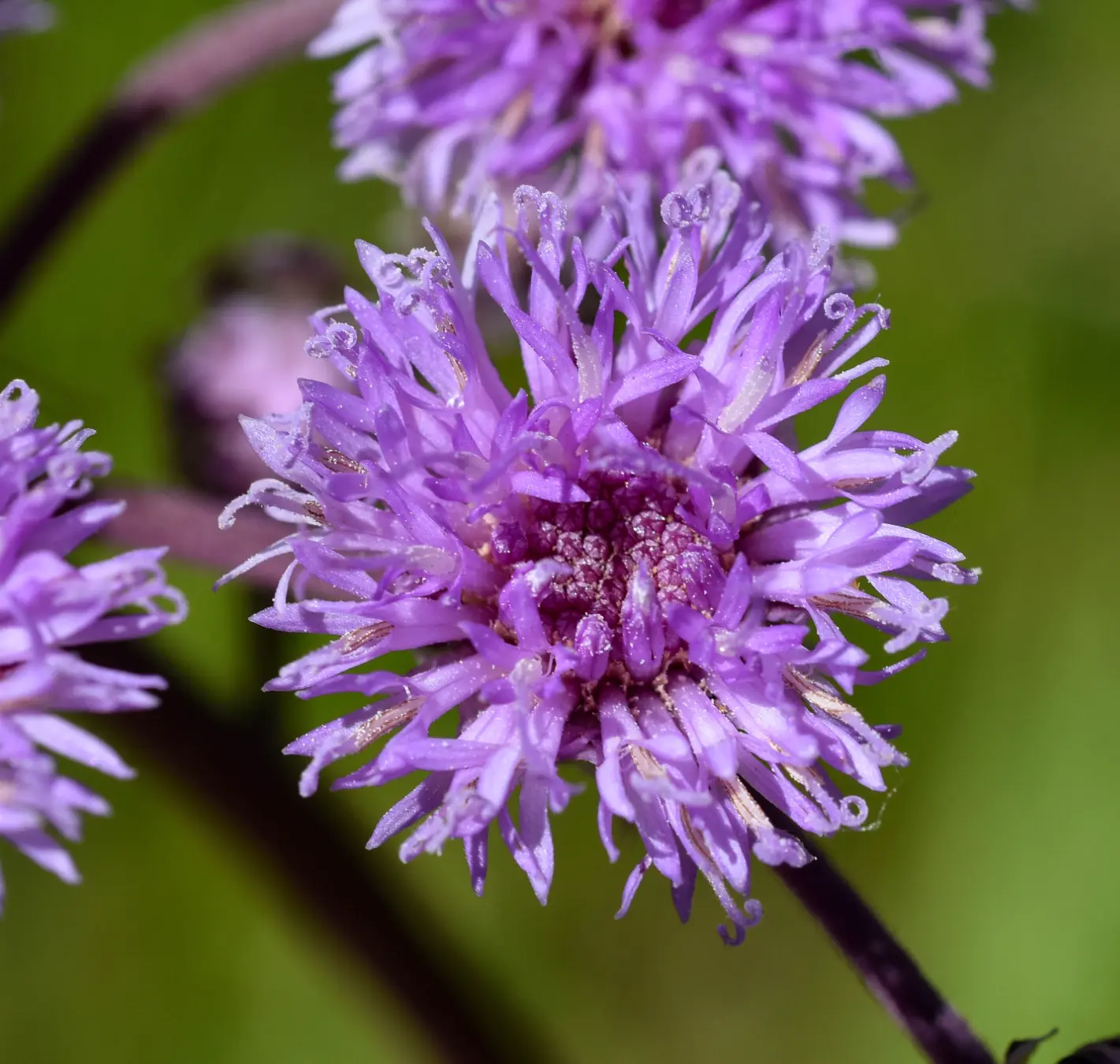 Vernonia echioides Less.