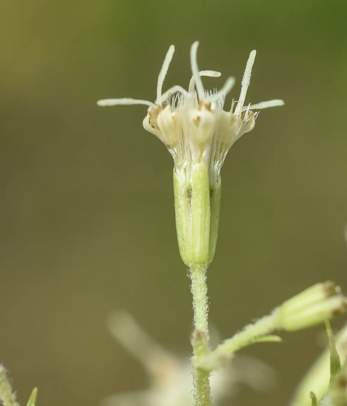 Mikania anethifolia (DC.) Matzenb.
