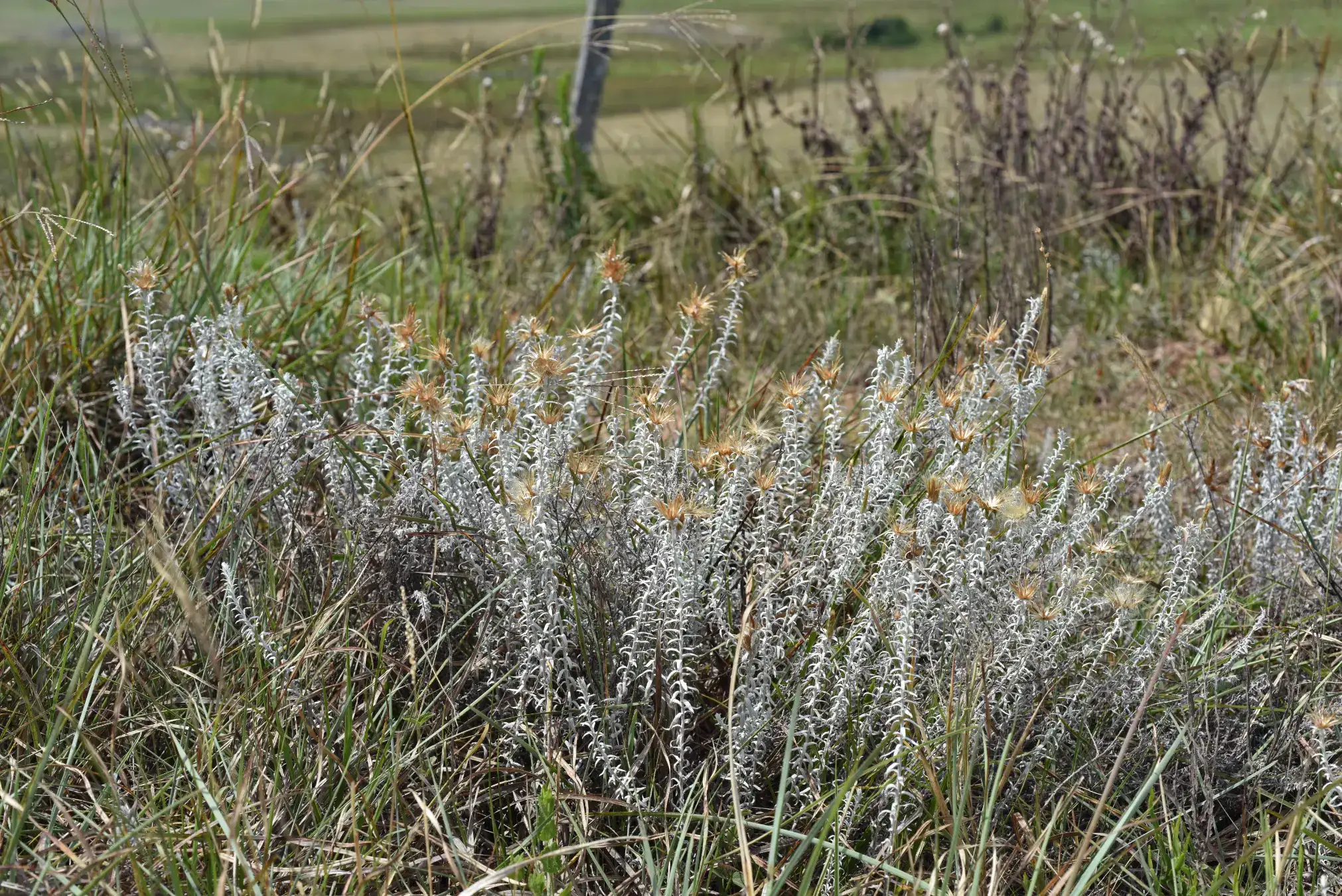 Lucilia acutifolia (Poir.) Cass.