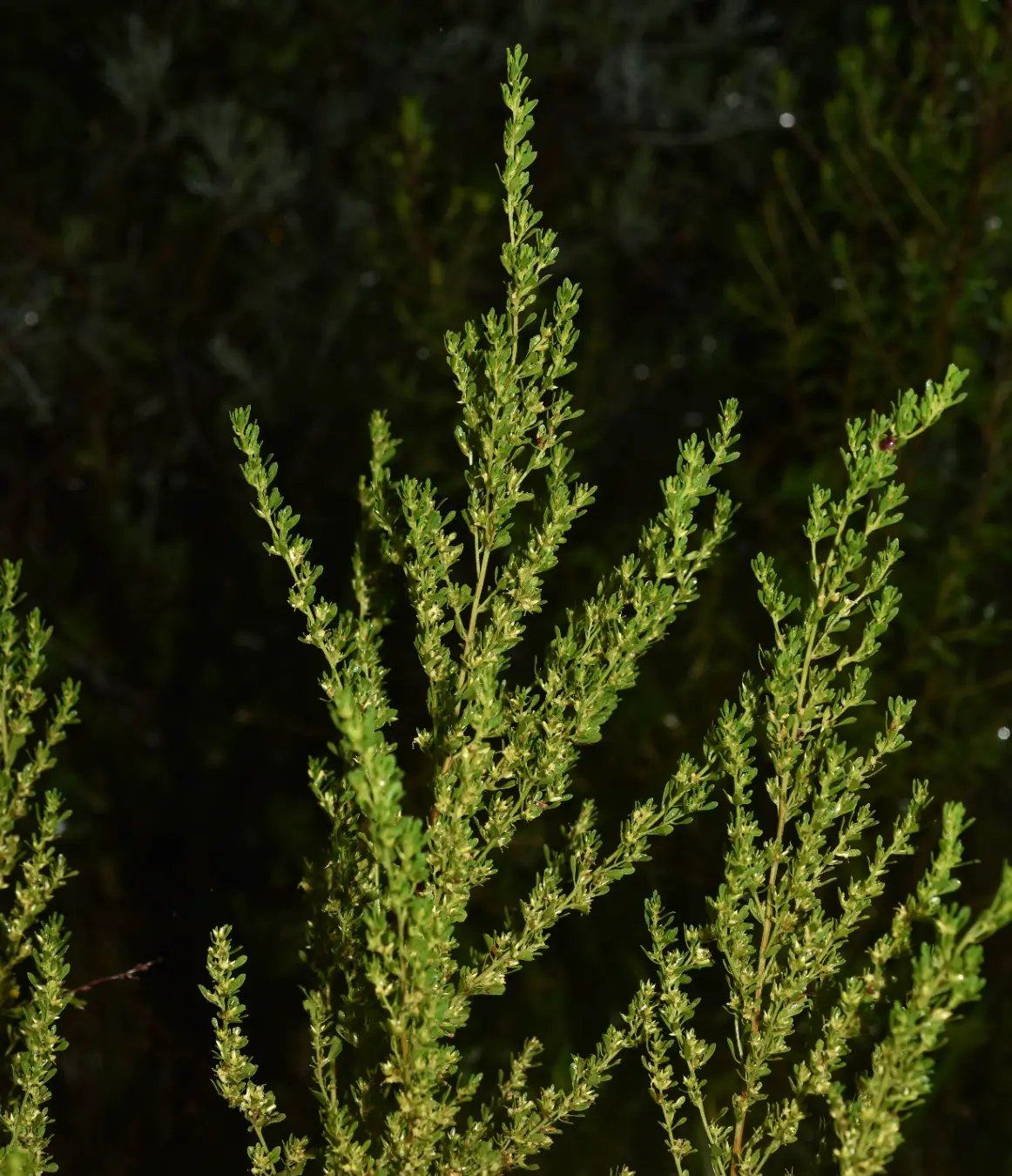 Baccharis vernicosa Hook. & Arn.