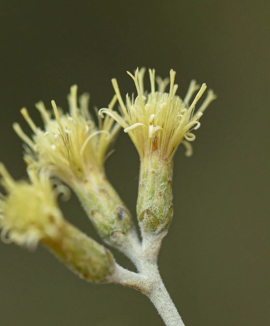 Moquiniastrum polymorphum subsp. ceanothifolium (Less.) G.Sancho
