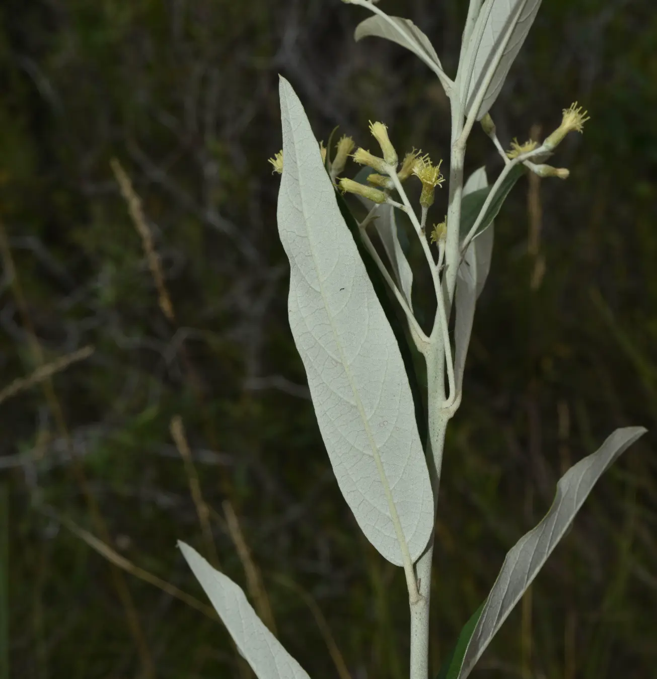 Moquiniastrum polymorphum subsp. ceanothifolium (Less.) G.Sancho