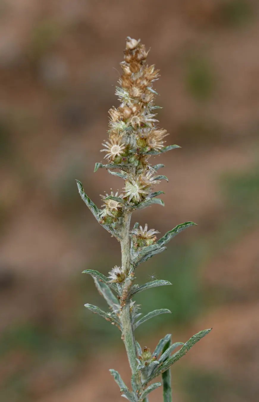 Gamochaeta calviceps (Fernald) Cabrera