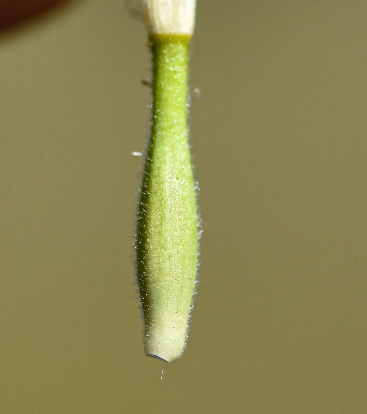 Criscia stricta (Spreng.) Katinas