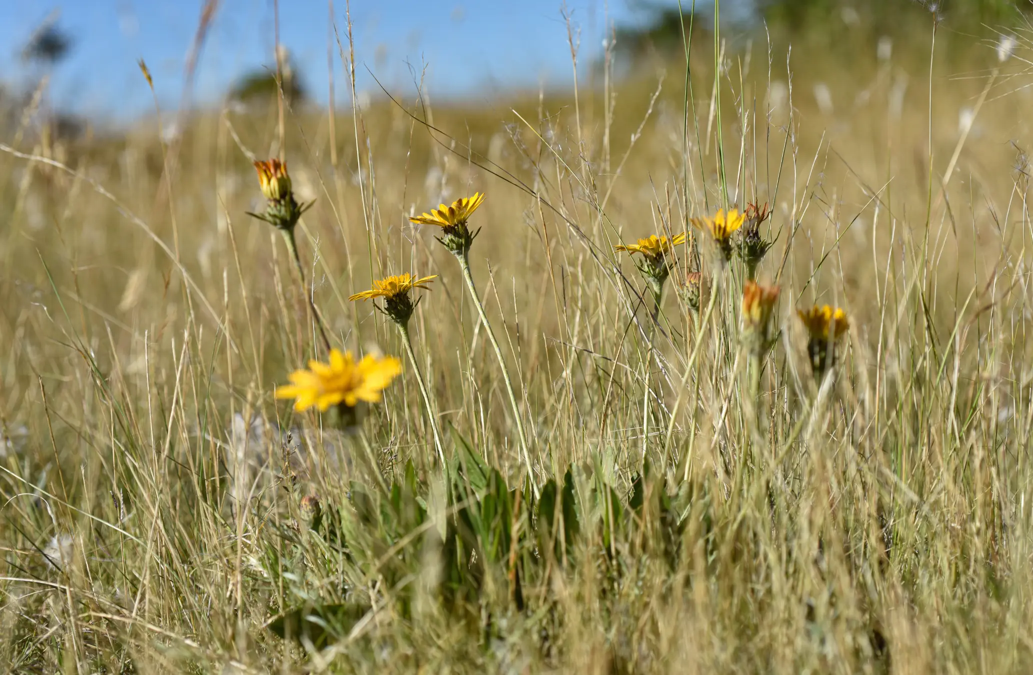 Trichocline heterophylla (Spreng.) Less.