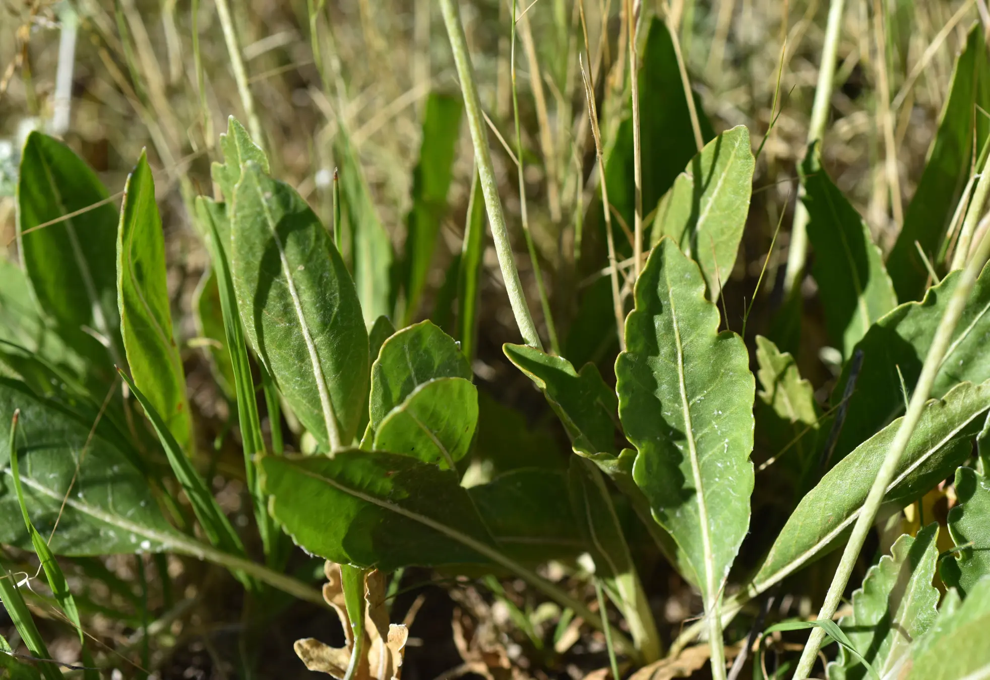 Trichocline heterophylla (Spreng.) Less.