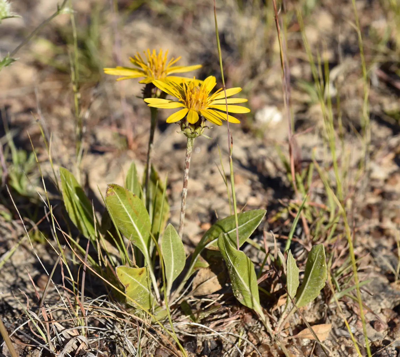 Trichocline heterophylla (Spreng.) Less.