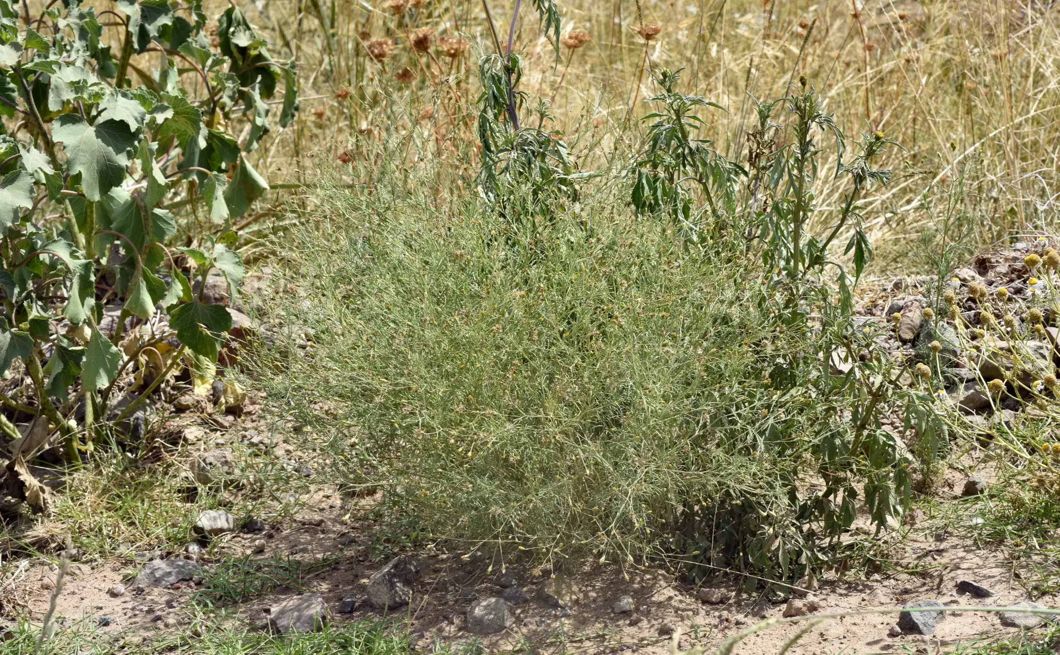 Schkuhria pinnata (Lam.) Kuntze ex Thell.
