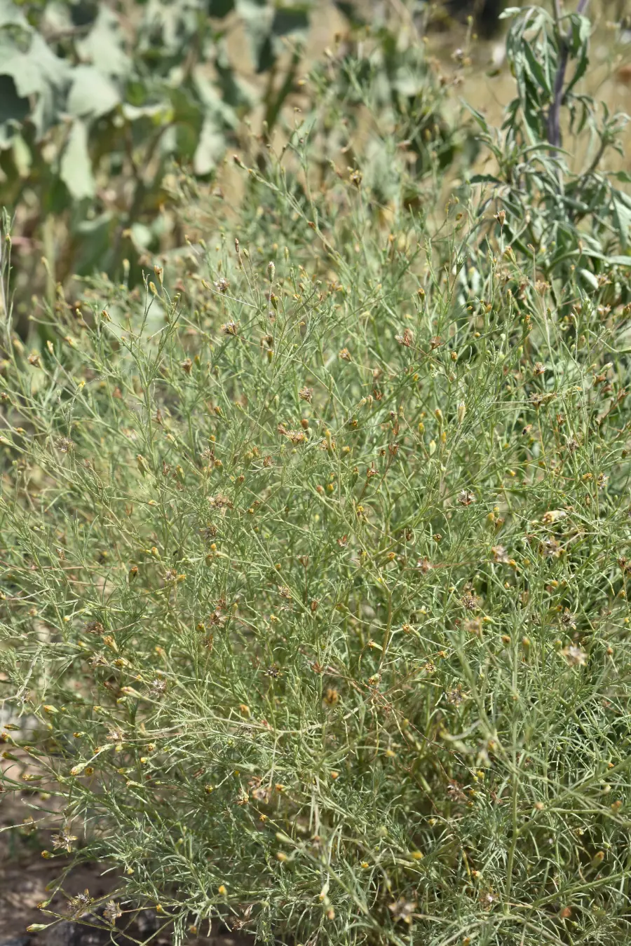 Schkuhria pinnata (Lam.) Kuntze ex Thell.