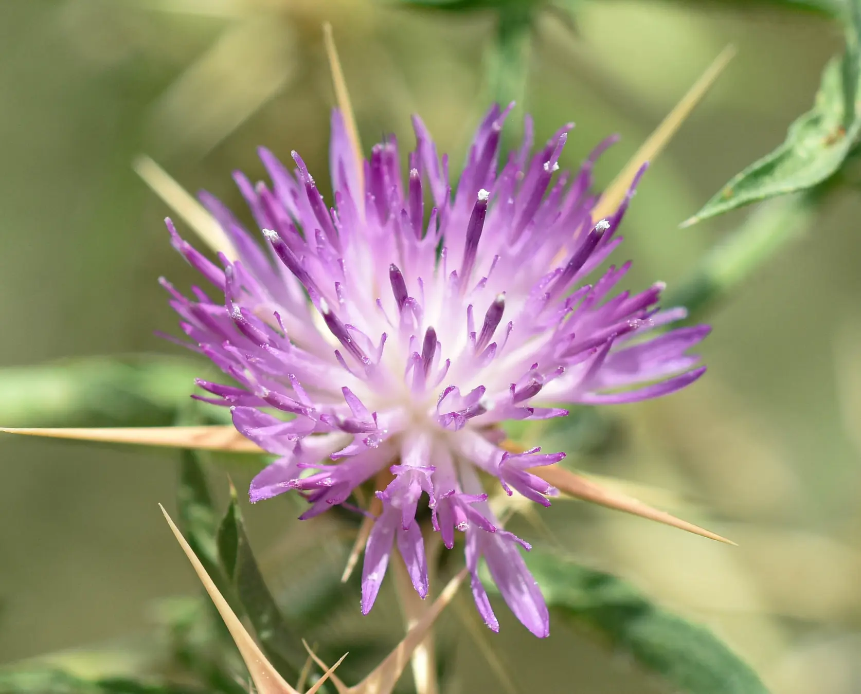 Centaurea calcitrapa L.