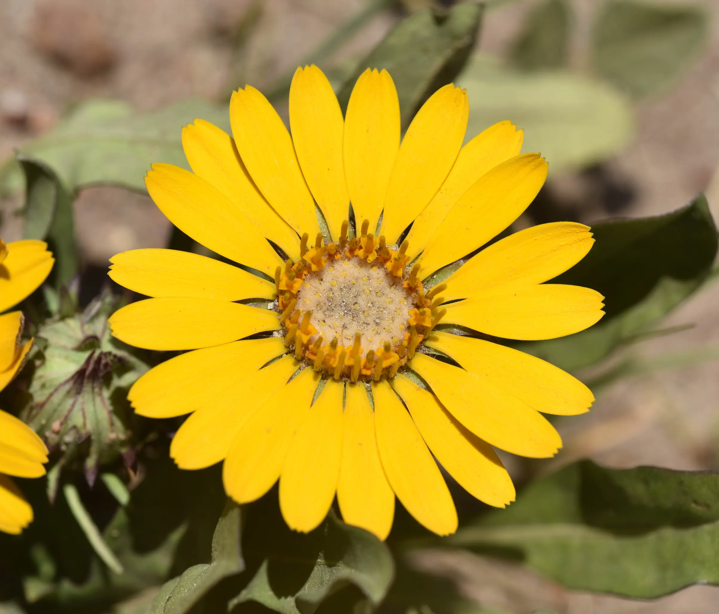 Trichocline heterophylla (Spreng.) Less.