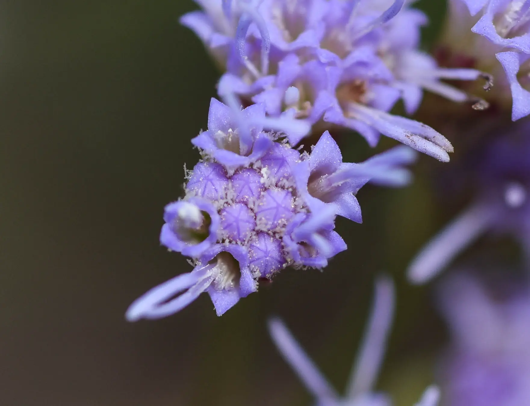 Chromolaena hirsuta (Hook. & Arn.) R.M.King & H.Rob.