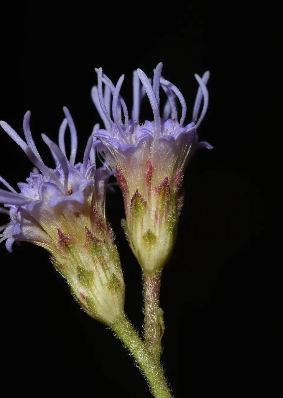 Chromolaena hirsuta (Hook. & Arn.) R.M.King & H.Rob.