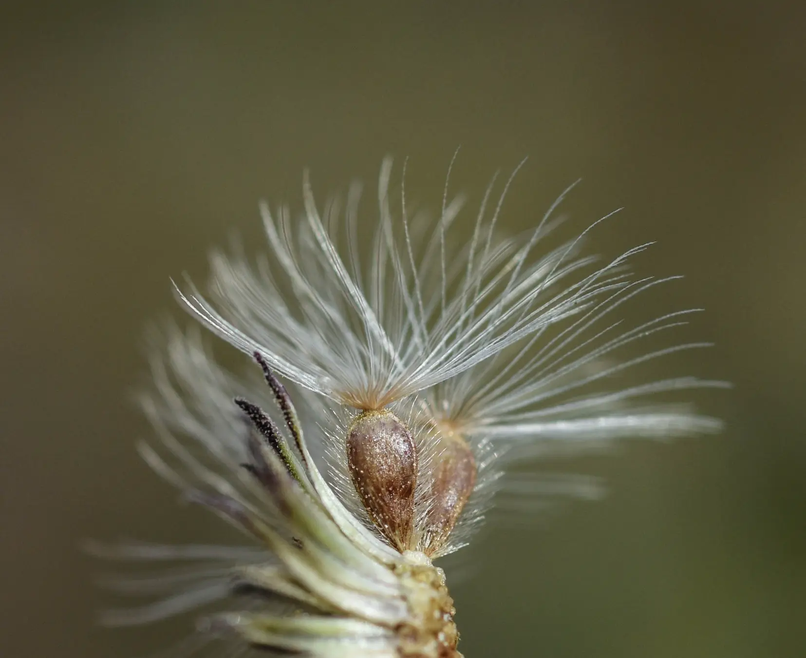 Sommerfeltia spinulosa (Spreng.) Less.