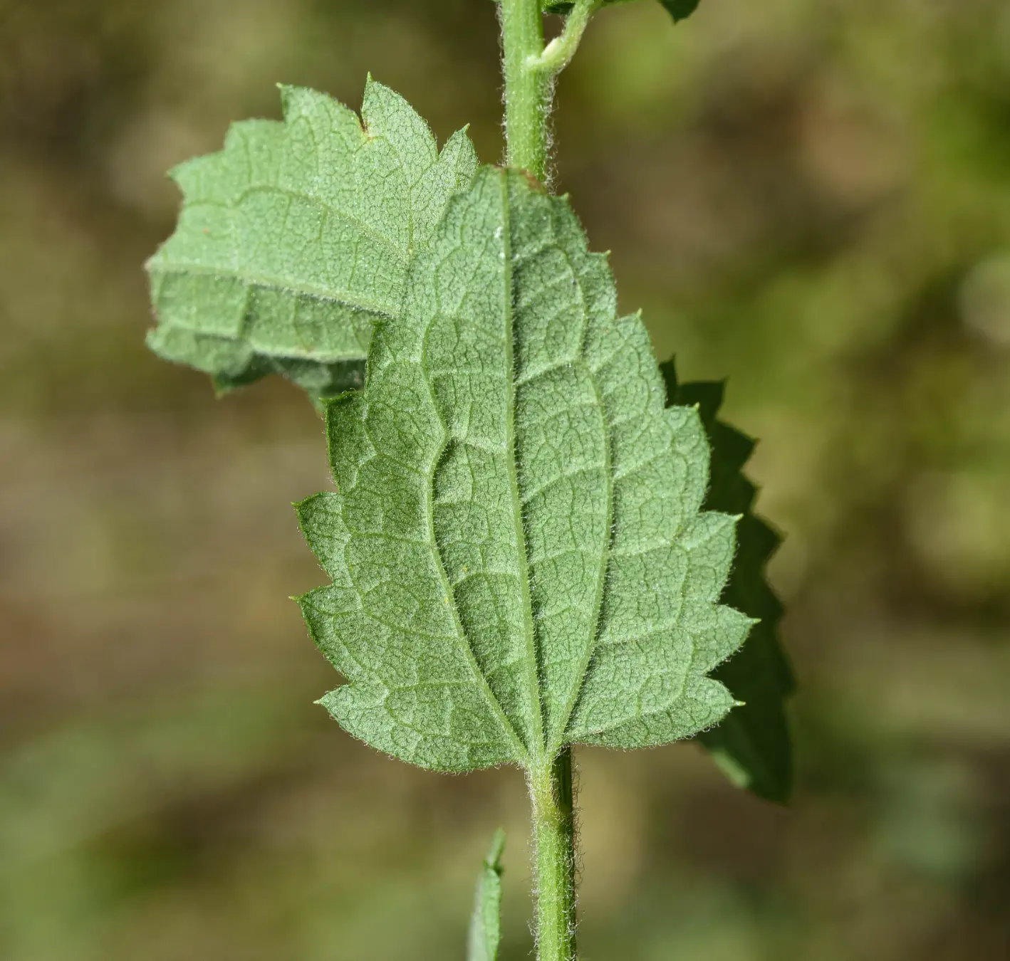 Baccharis anomala DC.